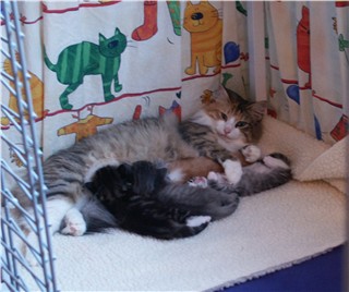Tomtu en haar kittens juni 2003